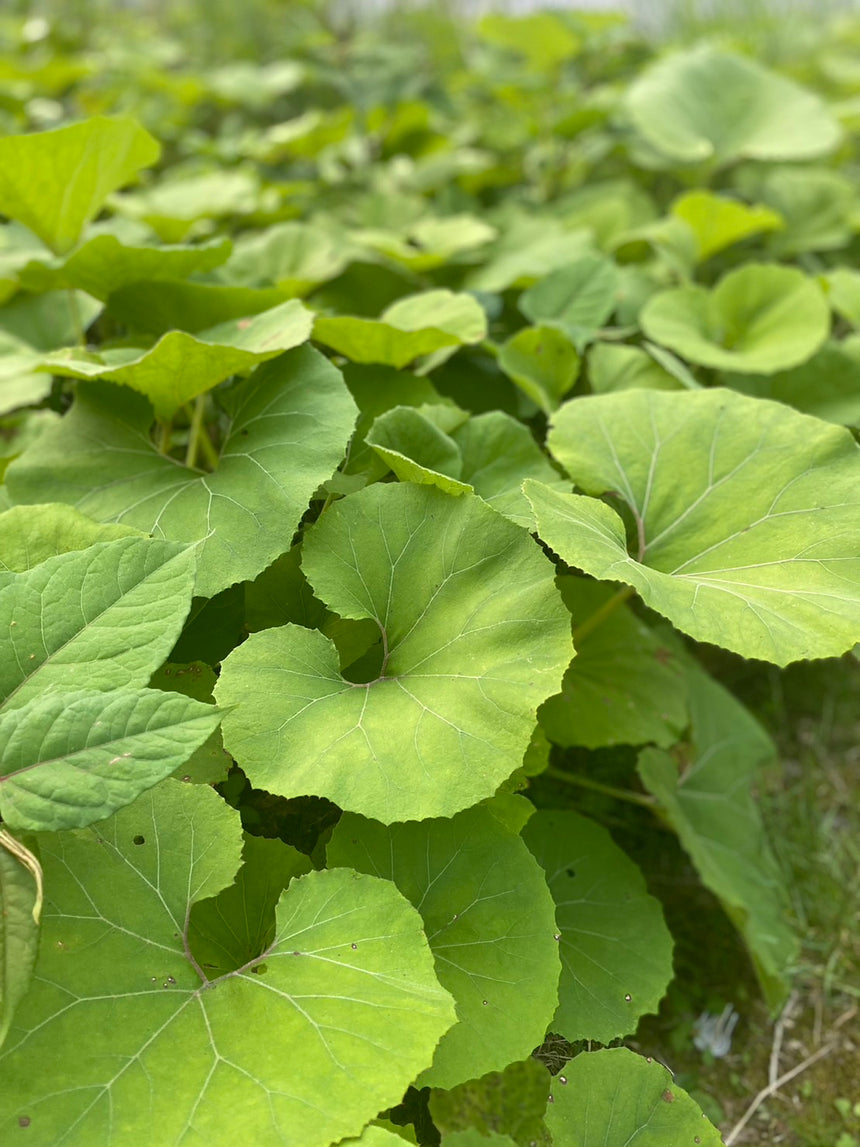 【野迫川村】天空の國 のせ川のご飯のお供セット