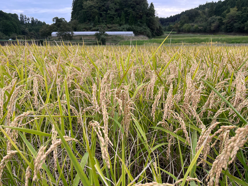 米の写真 花巴 KASAMA