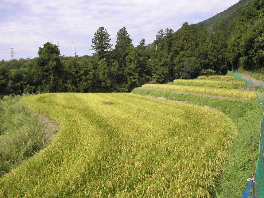 【五條酒造】純米大吟醸 まほろばの雫