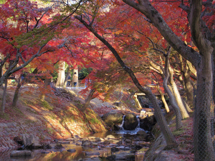 奈良のオススメ紅葉と堪能する奈良のお土産