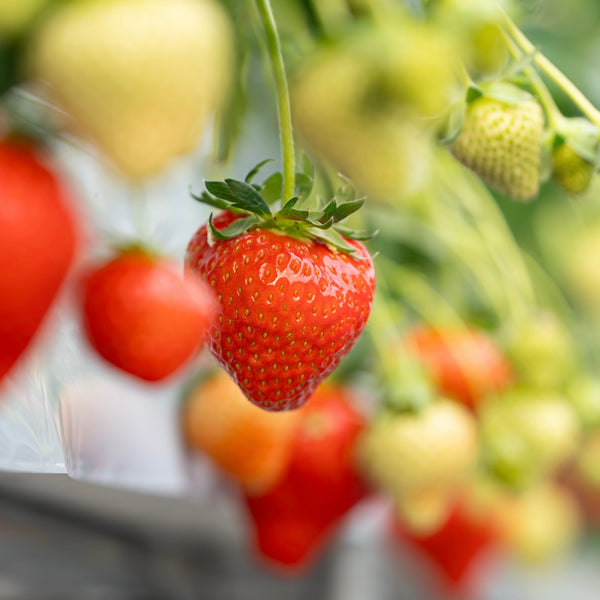 Lip～幸せいちご園～】古都華 送料無料 ならわし Narawashi 奈良 通販