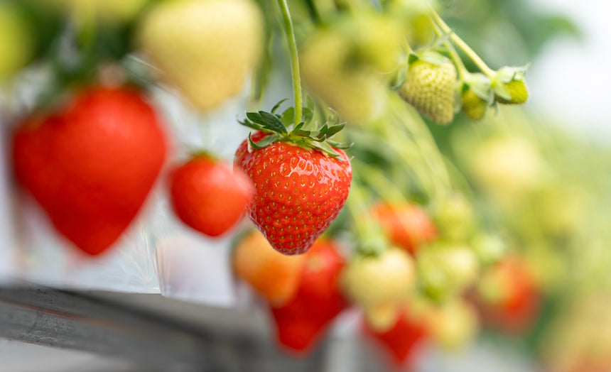 【Lip～幸せいちご園～】古都華