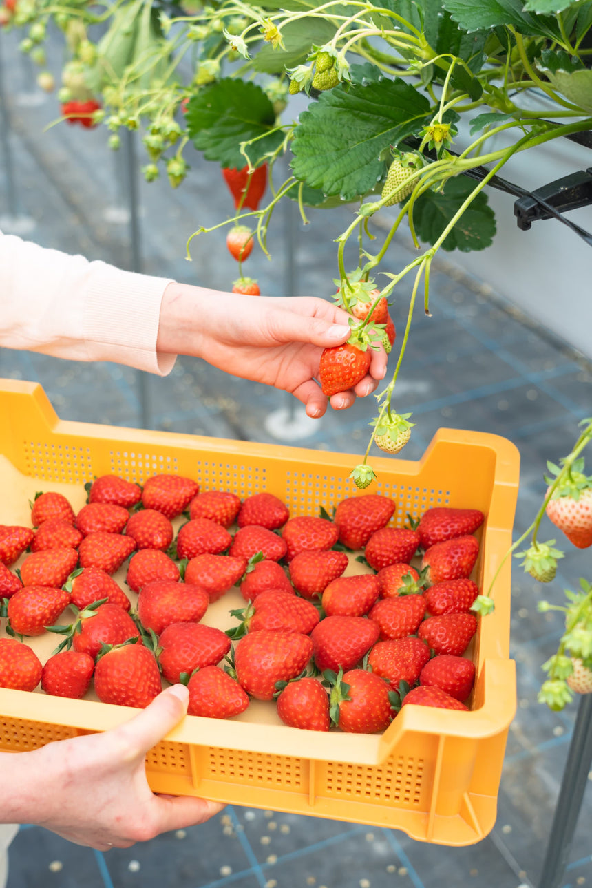 【Lip～幸せいちご園～】古都華