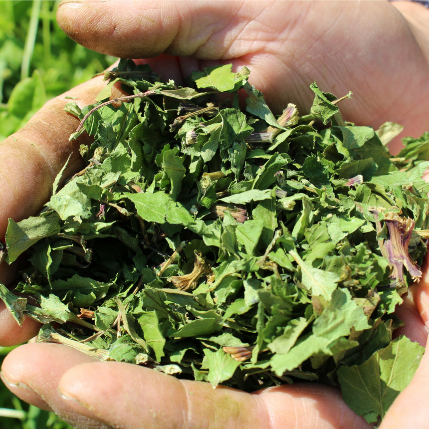 【松田商店】YAMATO HERB COFFEE